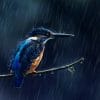 do birds fly in the rain