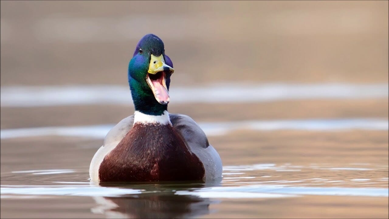 does a ducks quack echo