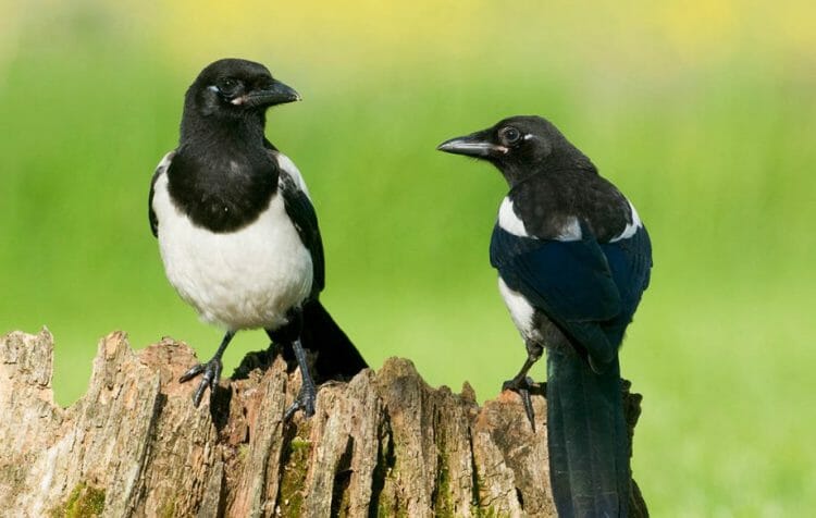 are-magpies-lucky-or-unlucky-mischief-myths-birdwatching-buzz