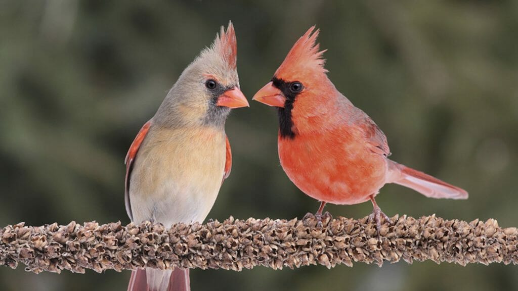 cardinal bird sounds