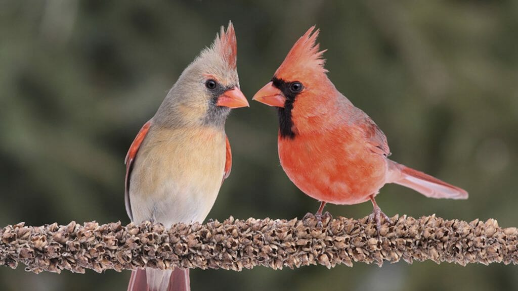 How Many Different Colors Of Cardinal Birds Are There