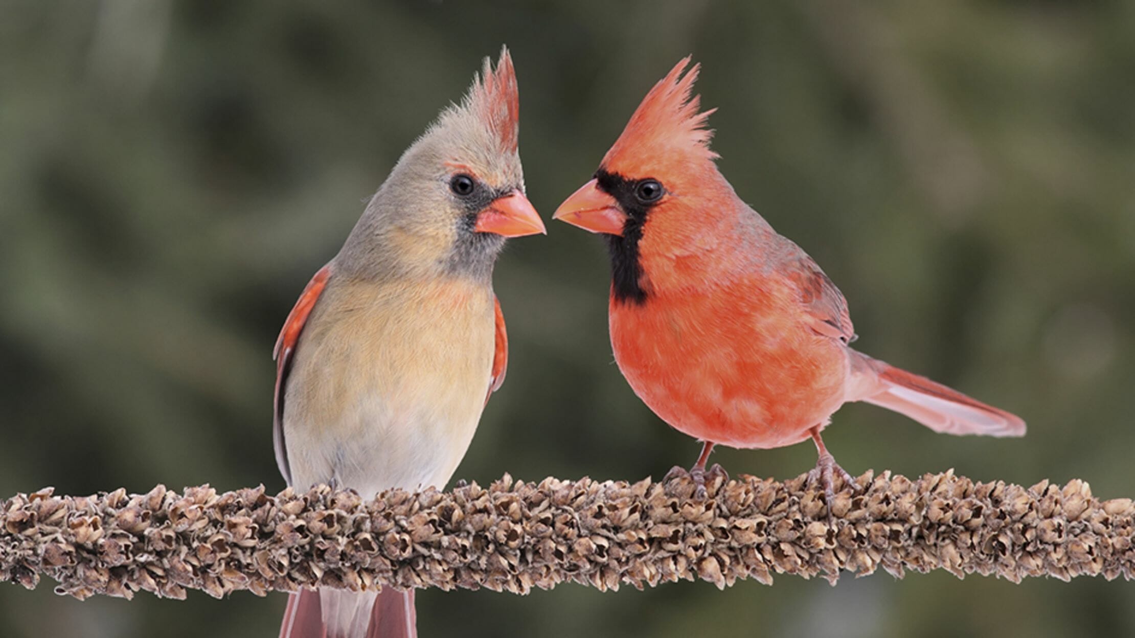 do you cardinals mate for life