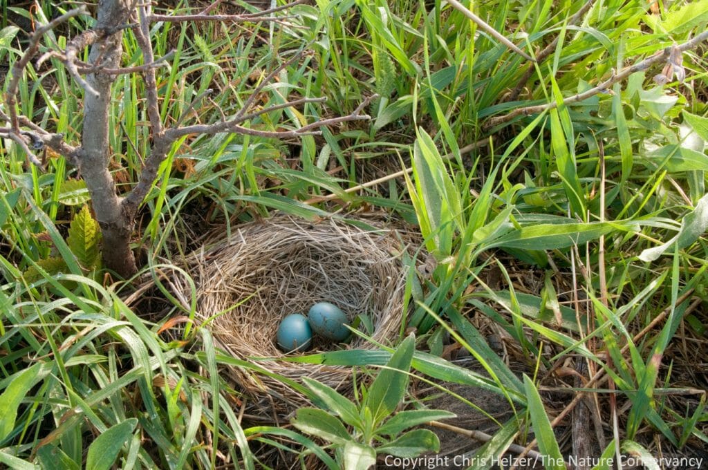 What Do Birds Do When Their Nest Is Destroyed? Birdwatching Buzz