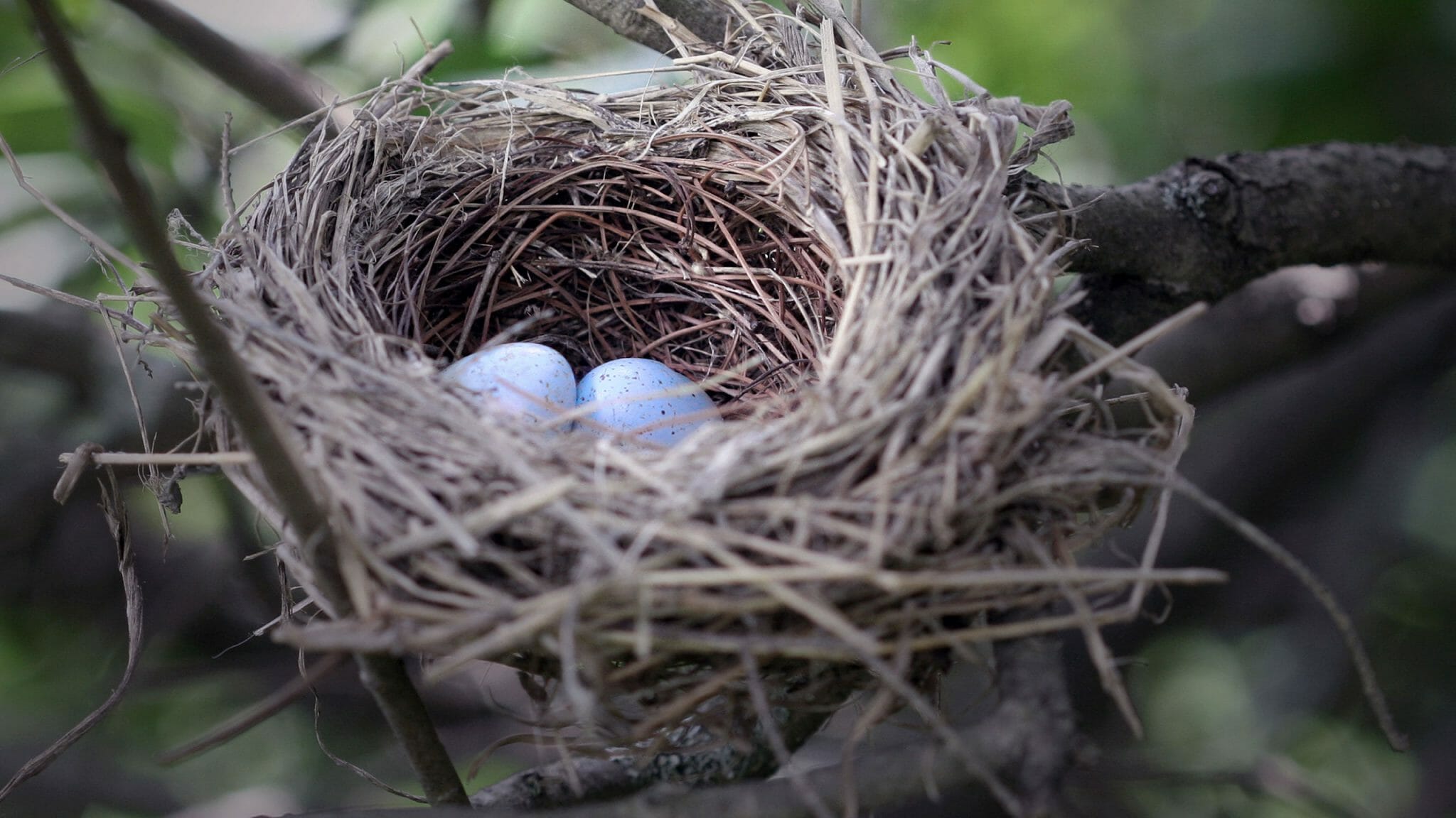 Can You Move a Birds Nest? [Is It Even Legal?] - Birdwatching Buzz