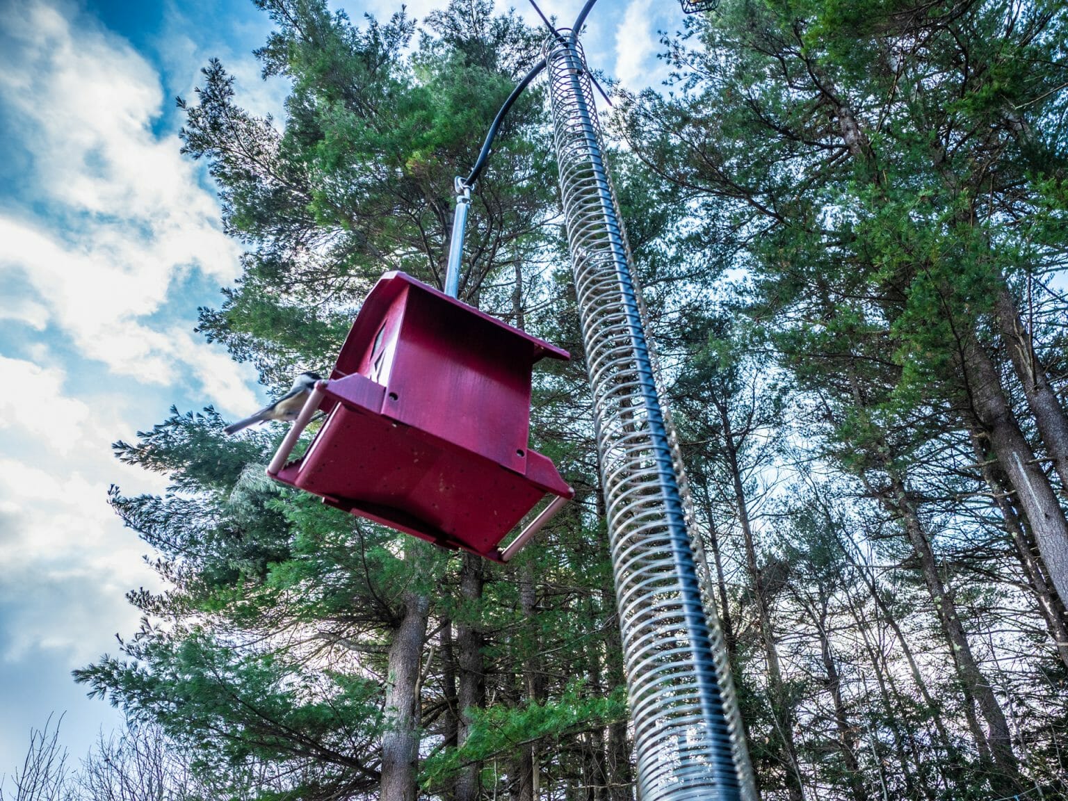 How To Attach a Slinky To Your Bird Feeder Pole [Slinky vs Squirrels