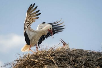 what do birds do when their nest is destroyed