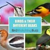 birds different beaks