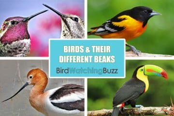 What Are the Different Types of Bird Beaks? - Birdwatching Buzz