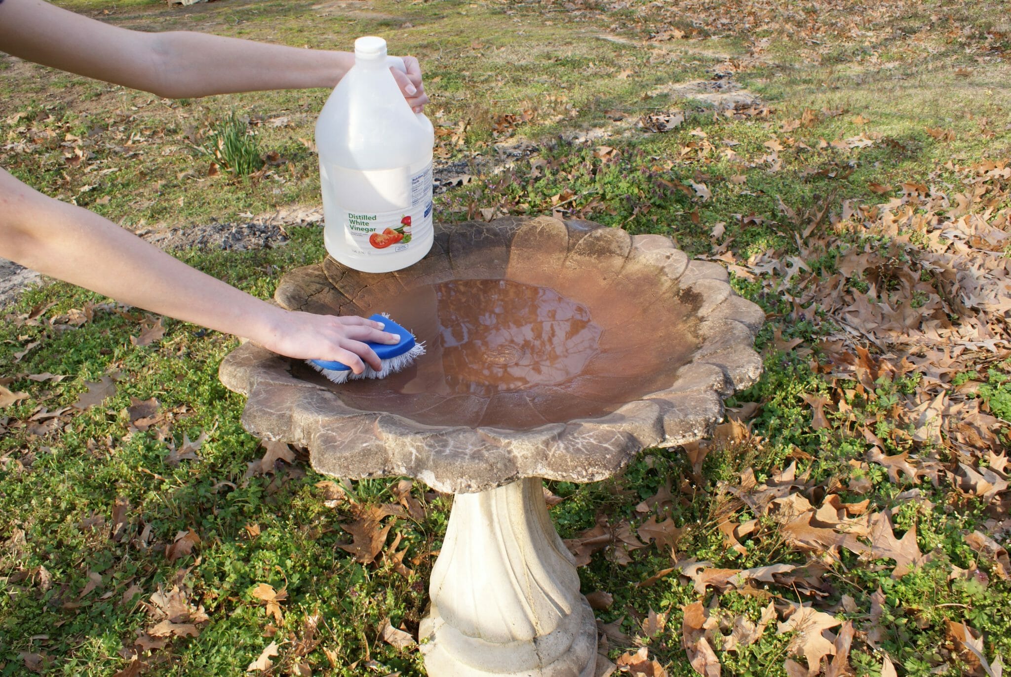 How Do You Get Rid of Algae in a Bird Bath Birdwatching Buzz