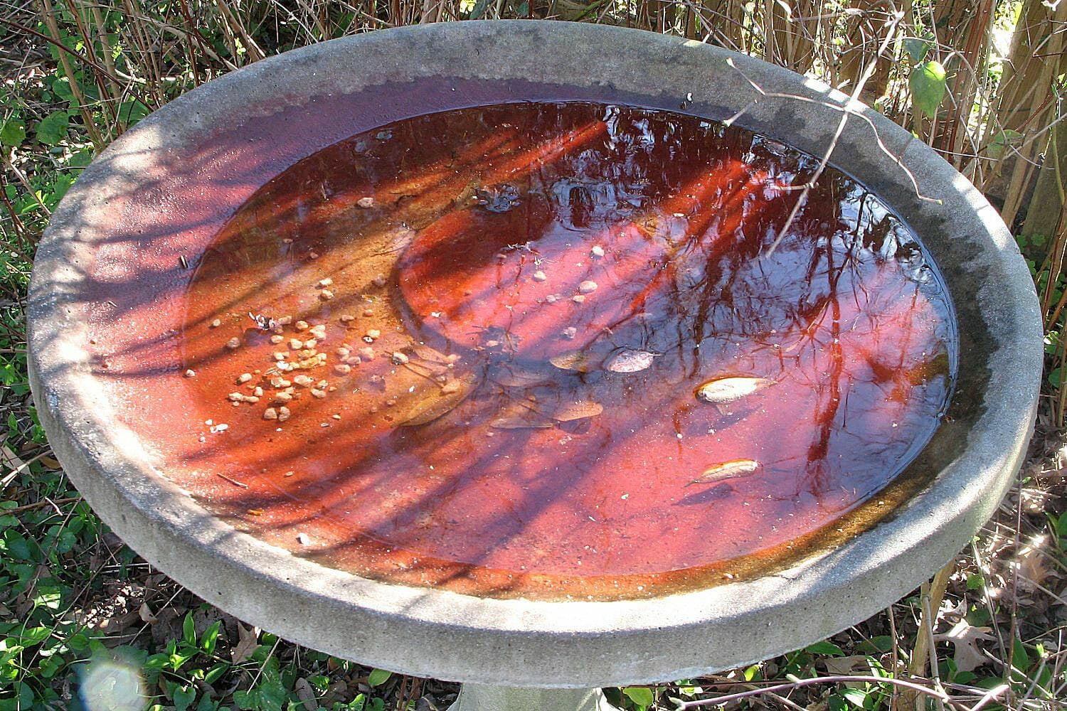 red algae in bird bath