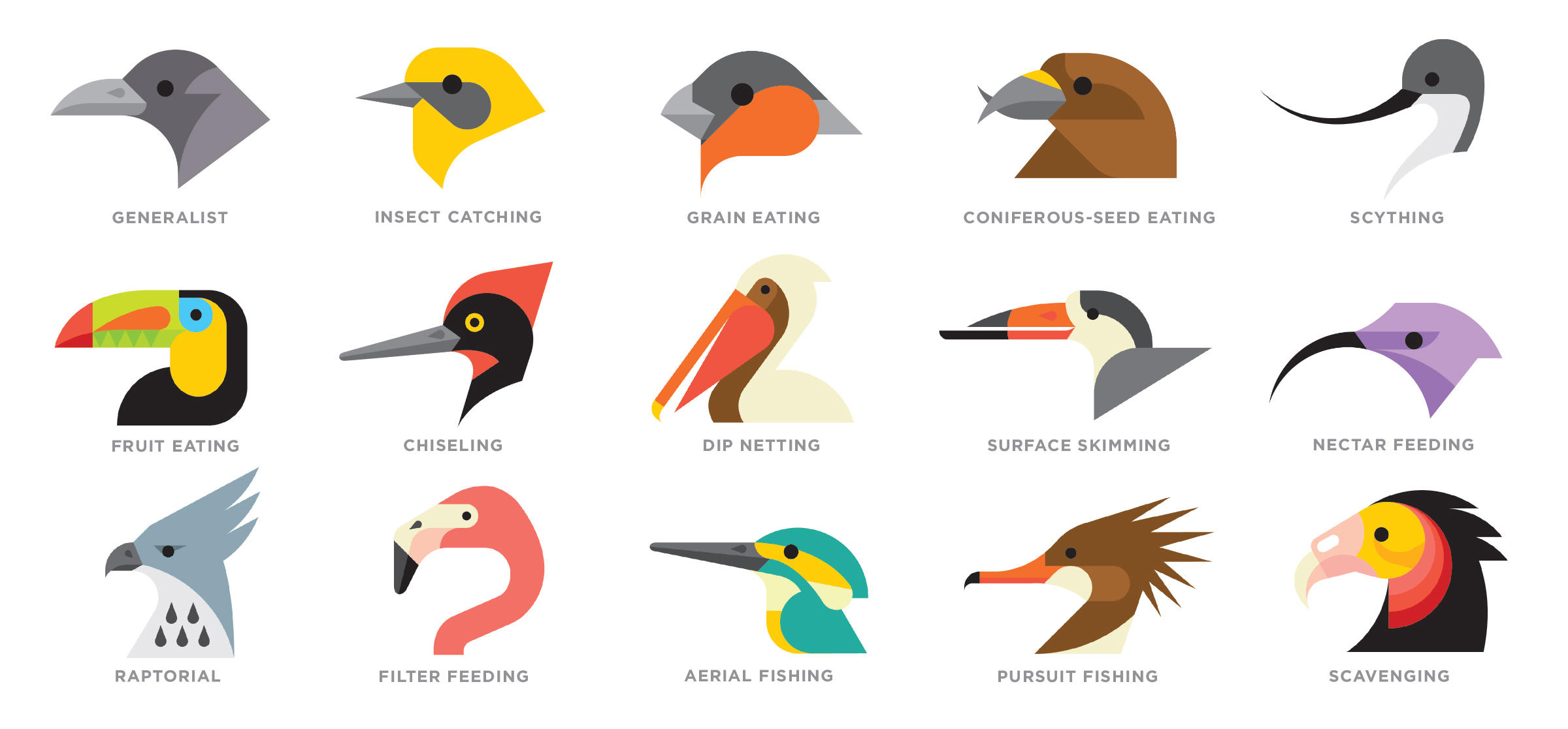 What Are The Different Types Of Bird Beaks Youkuki