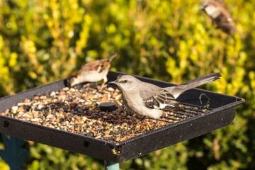 why do birds throw seed out of feeder