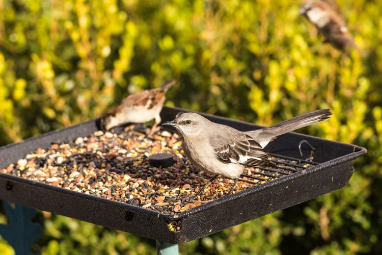 Why Do Birds Throw Seed Out Of The Feeder!? Let's Explain