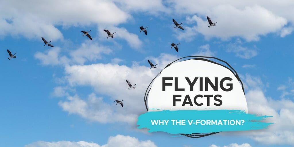 Why Do Birds Fly in a V Formation? [Is It Instinctive!?] Birdwatching