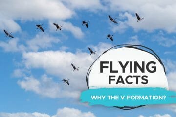 why do birds fly in a v formation