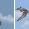 hawk vs falcons