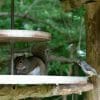 how to keep chipmunks out of your bird feeder