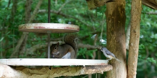 how to keep chipmunks out of your bird feeder