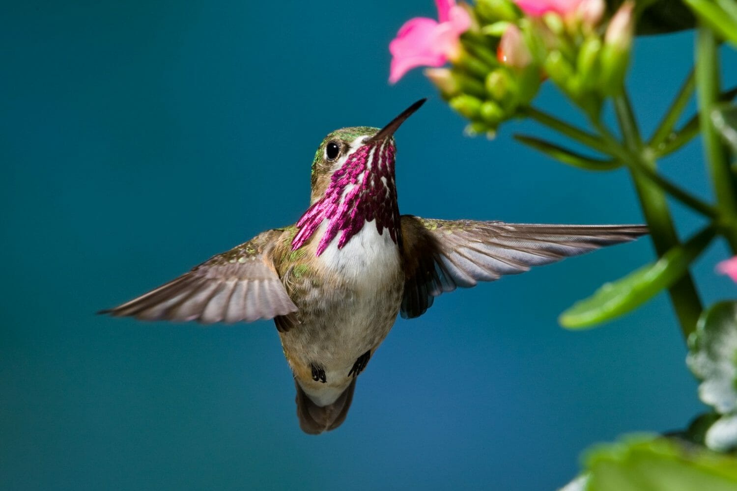 hummingbird-symbolism-a-guide-to-their-meaning-birdwatching-buzz