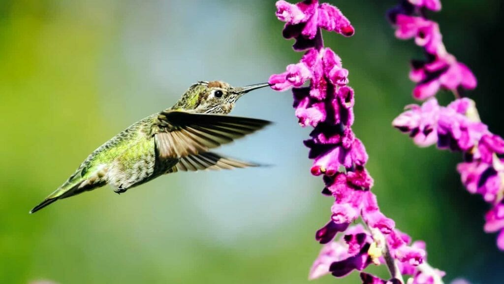 Symbolism and Meaning of Hummingbird Tattoos - wide 4
