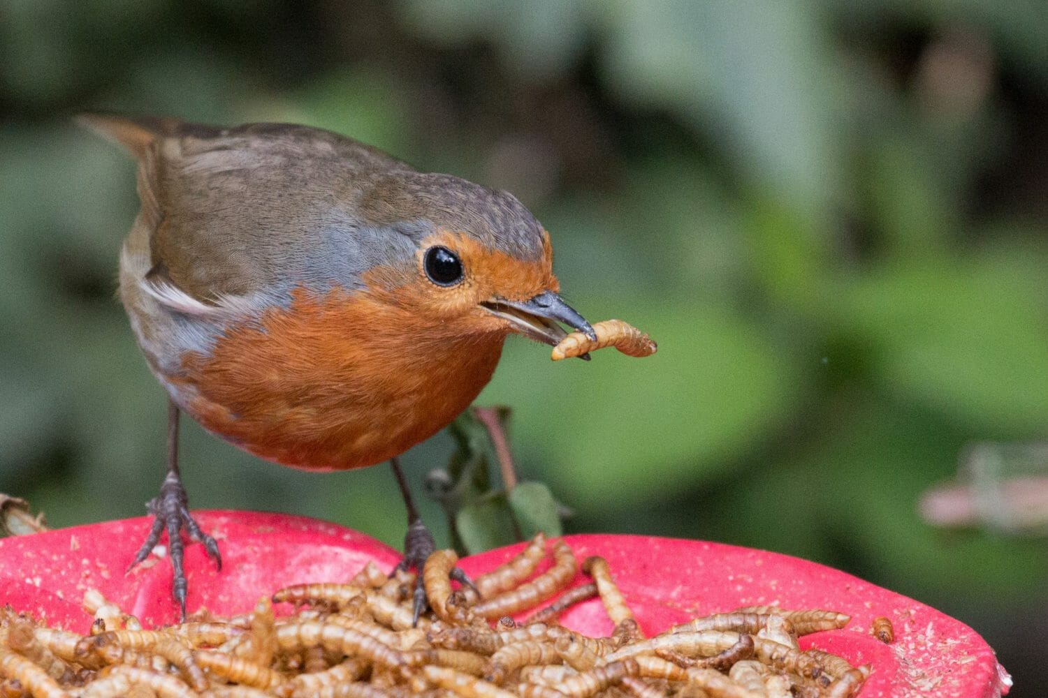 What Birds Eat Mealworms 18 Birds That Love Mealworms Birdwatching Buzz