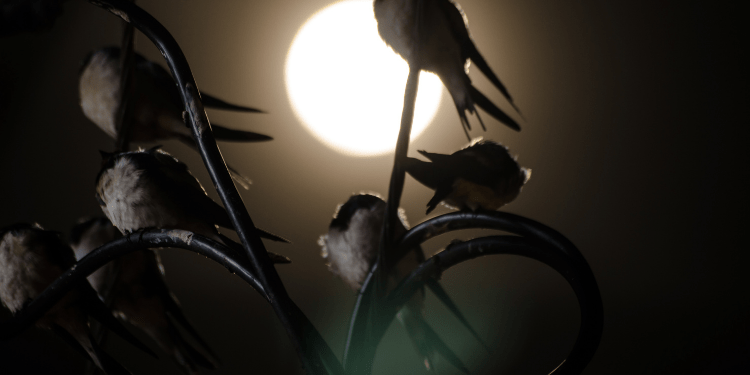 Where Do Birds Go At Night? | Birdwatching Buzz