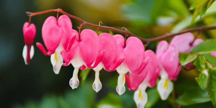 30 Beautiful Flowers To Attract Hummingbirds - Birdwatching Buzz