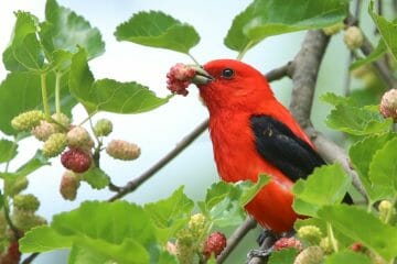 how do cardinals use glucose to survive