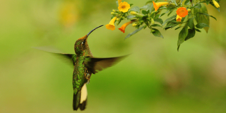 fruit for hummingbirds