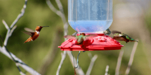When to Put Out Hummingbird Feeders? [State by State Guide ...