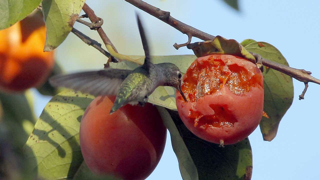 do hummingbirds eat seeds