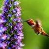 what flowers do hummingbirds like