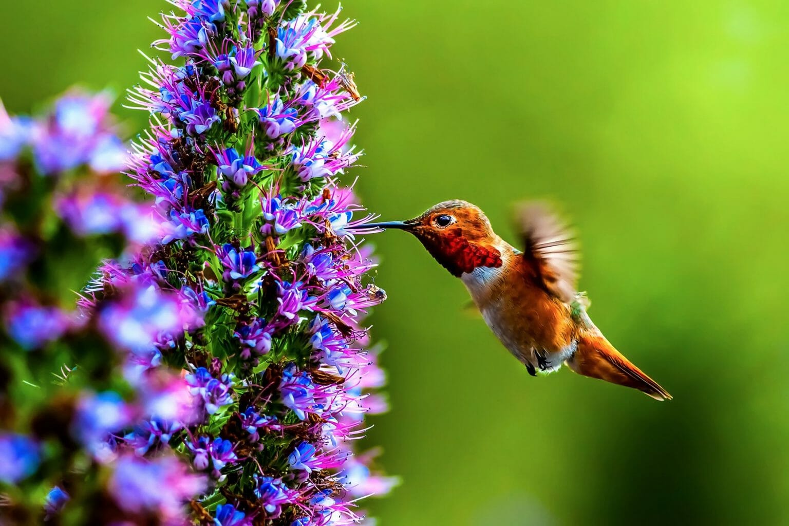 30 Beautiful Flowers To Attract Hummingbirds - Birdwatching Buzz