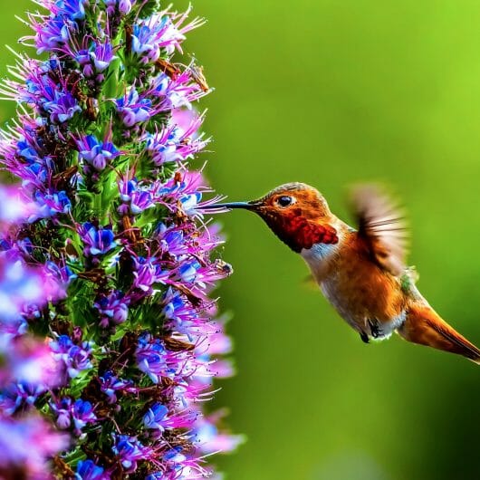 Hummingbird Heart Rate: Interesting Facts You Might Not Know ...