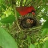 where do cardinals nest