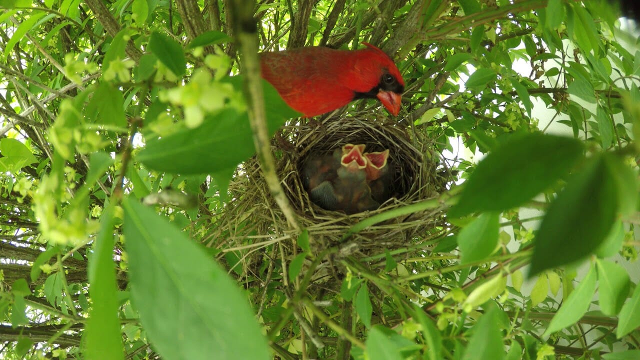 cardinals nesting habits