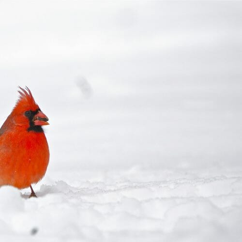 How Do Cardinals Use Glucose to Survive? Birdwatching Buzz