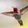 why do hummingbirds hum