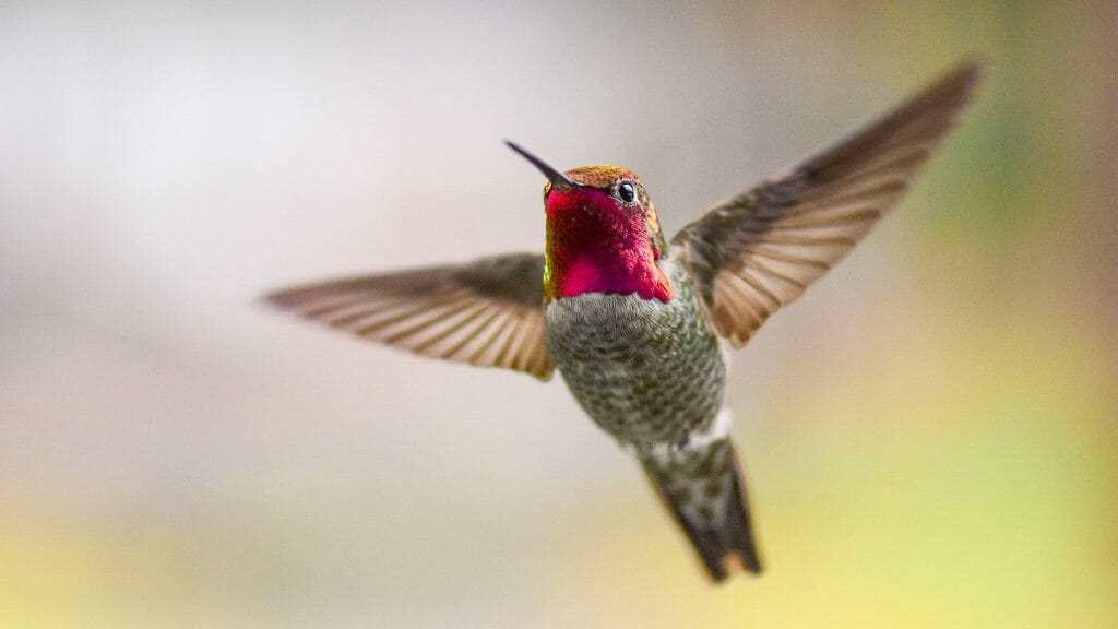 Why Do Hummingbirds Hum? - Birdwatching Buzz