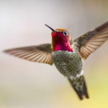 When to Put Out Hummingbird Feeders? [State by State Guide ...