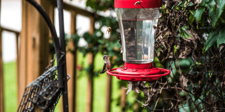 best bird feeder camera