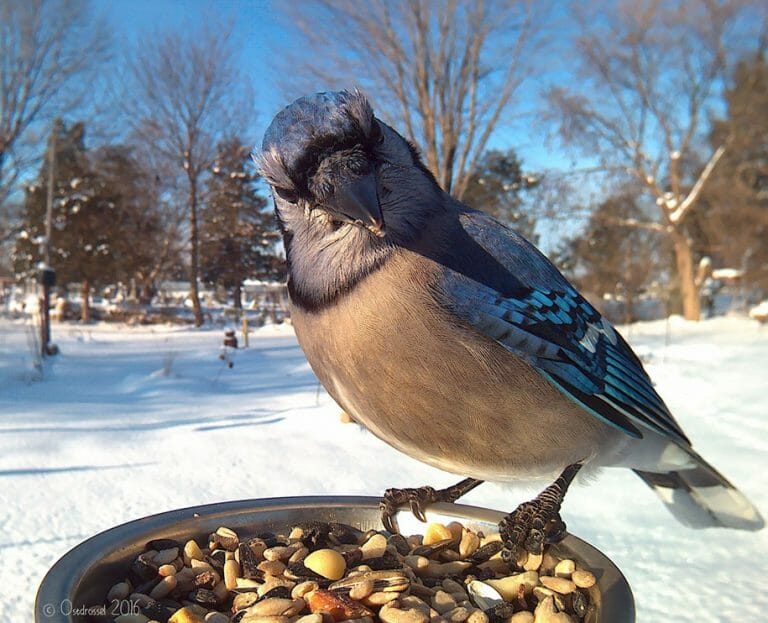best bird feeder camera