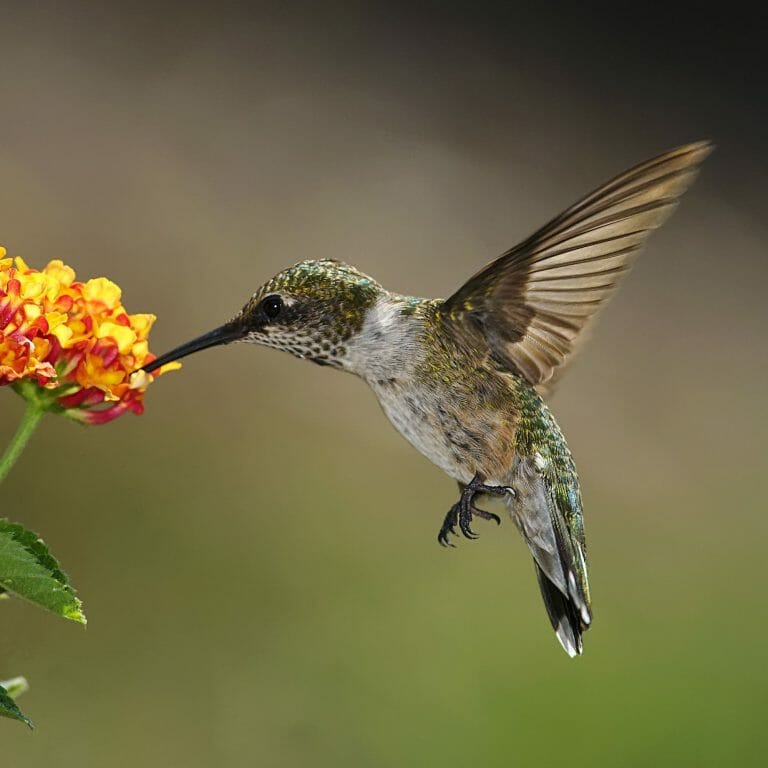 Do Hummingbirds Have Feet? [Yes, Of Course They Do!] - Birdwatching Buzz