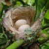 how long does it take for hummingbird eggs to hatch