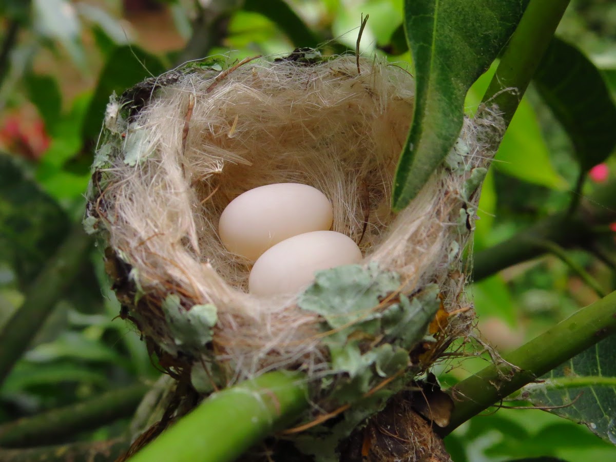 hummingbird eggs hatching