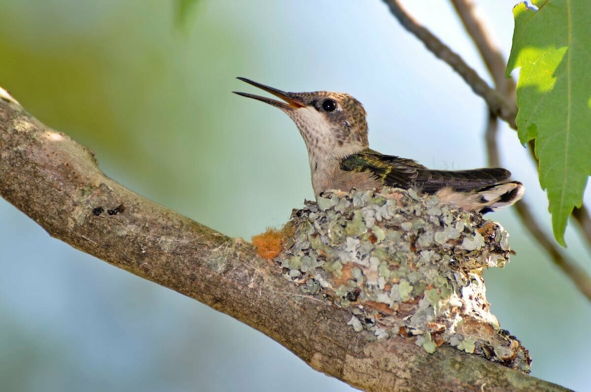 Hummingbird Nests: Our In-Depth Guide