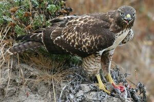 What Are Hawks Afraid Of? [Which Animals Prey on Hawks?] - Birdwatching