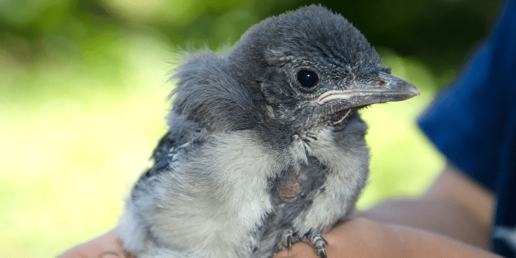 Blue Jay Eggs Everything You Need To Know Birdwatching Buzz