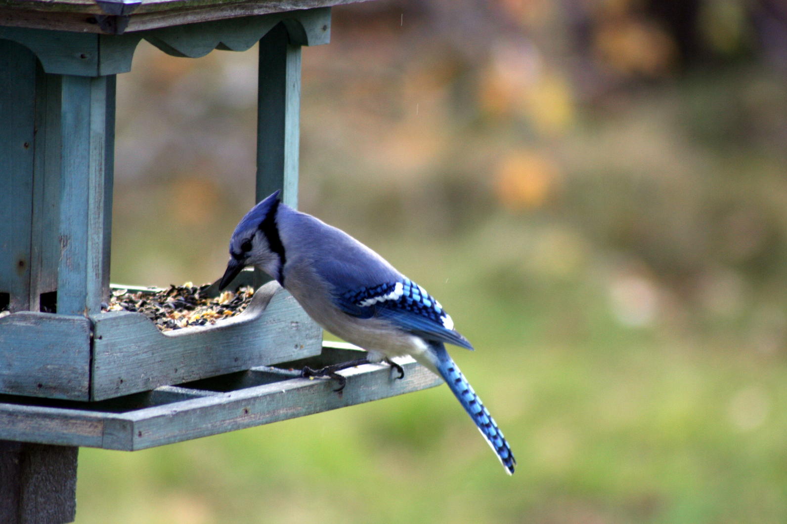 best blue jay bird feeder