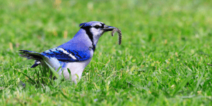 jays mealworms